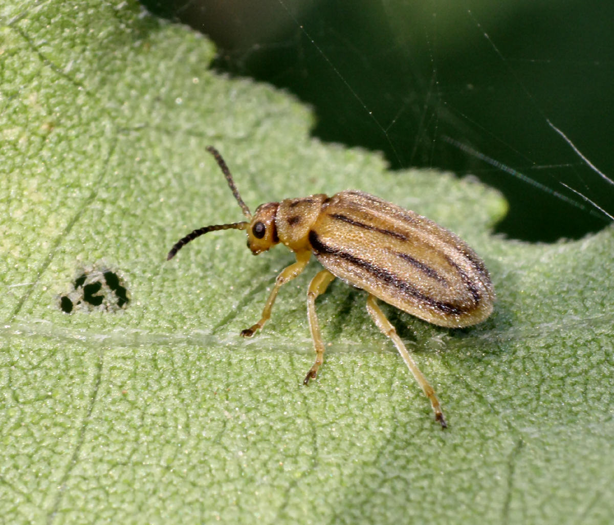 Ophraella communa (Chrysomelidae)